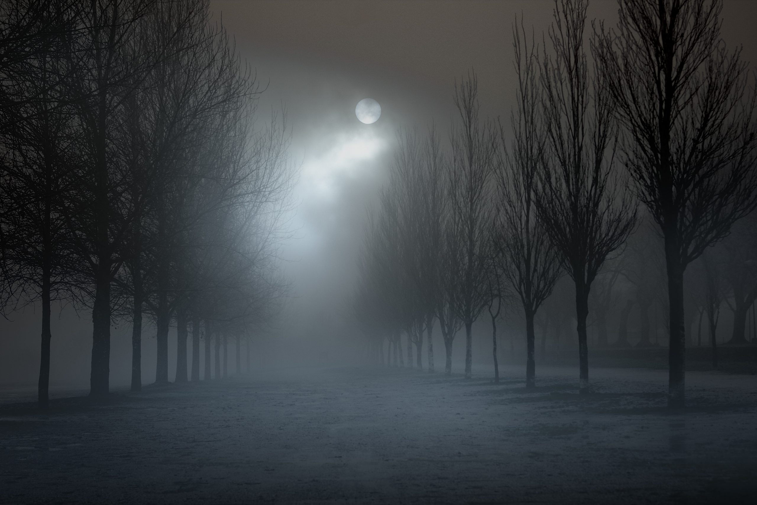 Park in a foggy full moon night